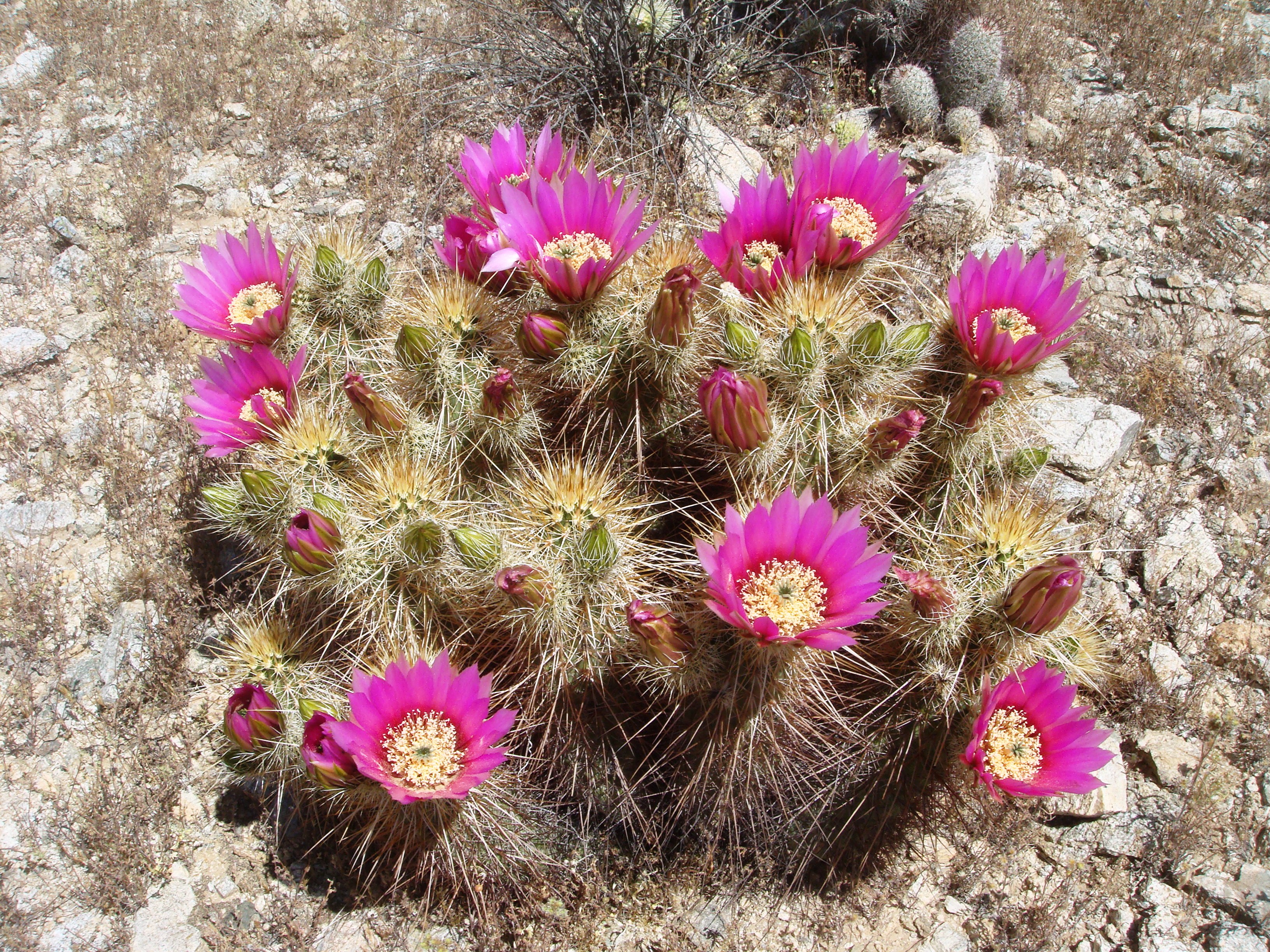 اکینوسرئوس